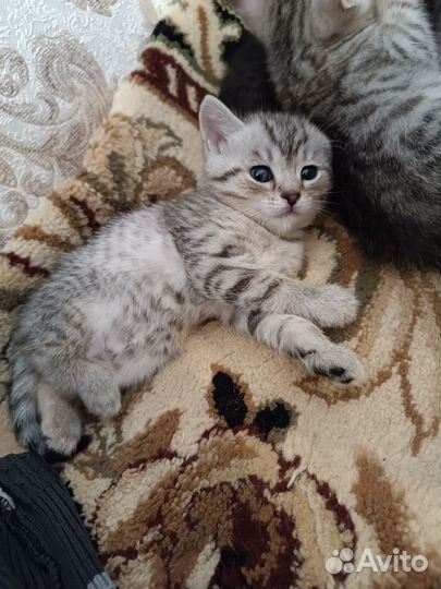 Шотландские котята