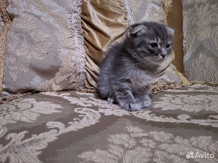 Котёнок девочка Бесплатно