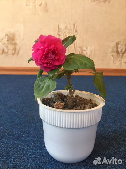 Ванька мокрый, бальзамин