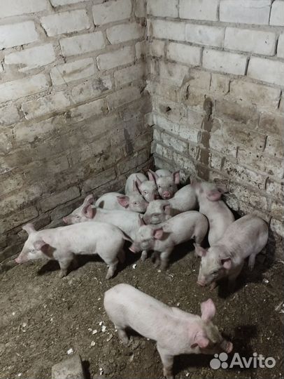 Поросята