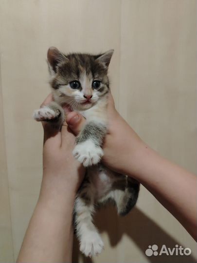 Котята в добрые руки девочка