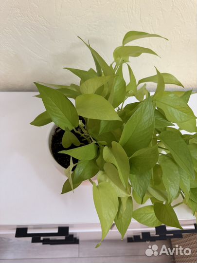 Эпипремнум неон