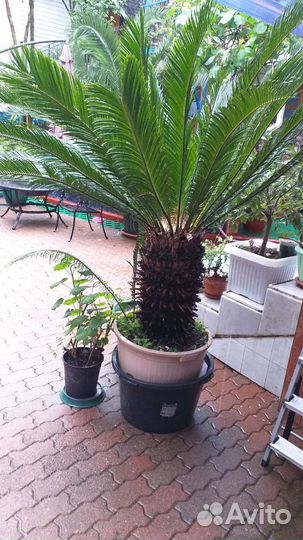 Пальма Саговая (Цикас)