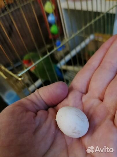 Яйцо неразлучника инкубационное