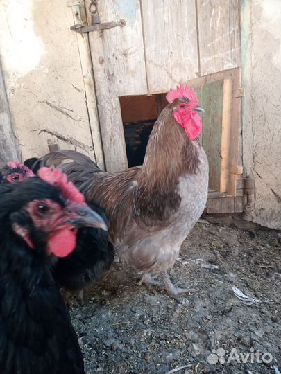 Петухи джерсийский гигант
