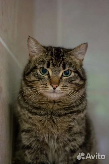 Кот в добрые руки