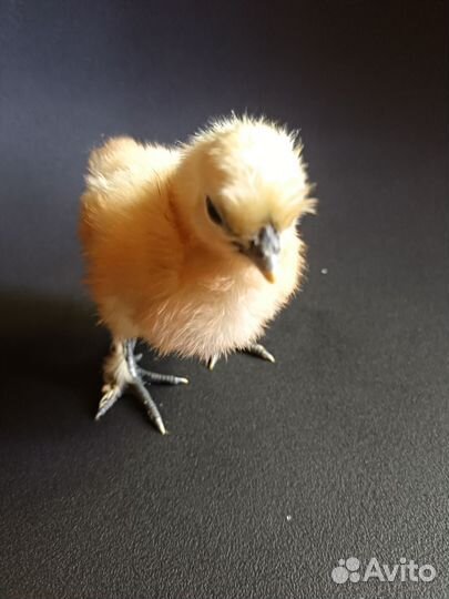 Китайский шёлковый абориген. И/Я