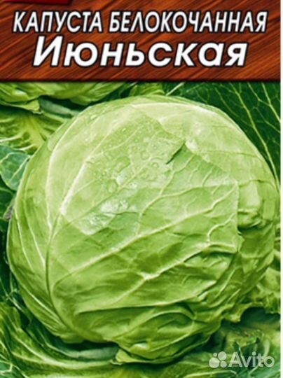 Рассада ранней капусты