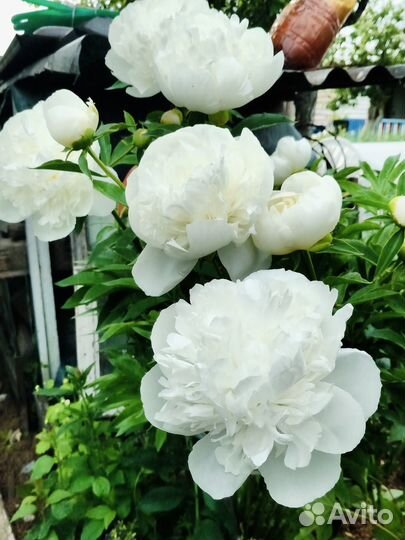 Чудесные пионы