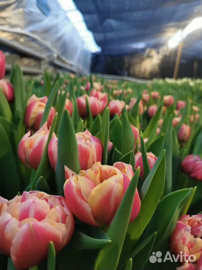 Тюльпаны оптом к 8 марта сорт коламбус