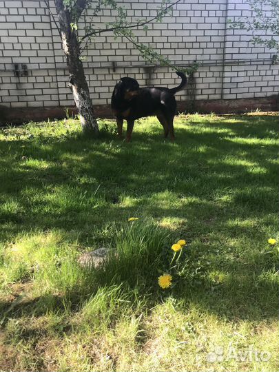 Зоогостиница