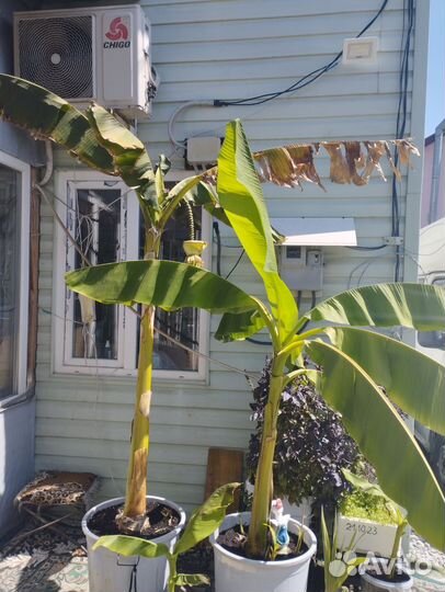 Банановое дерево комнатное