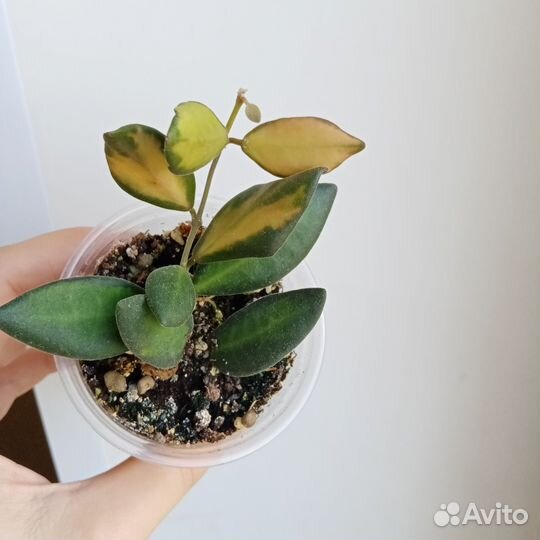 Хойя Тсанги/Буртони Вариегатная