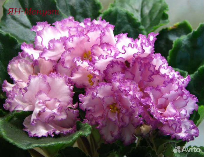 Детки фиалок