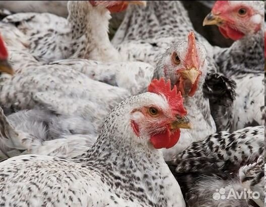 Цыплята бройлеры суточные, 7,10,14 дней