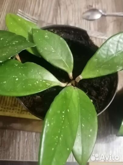 Уличные цветы и комнатные