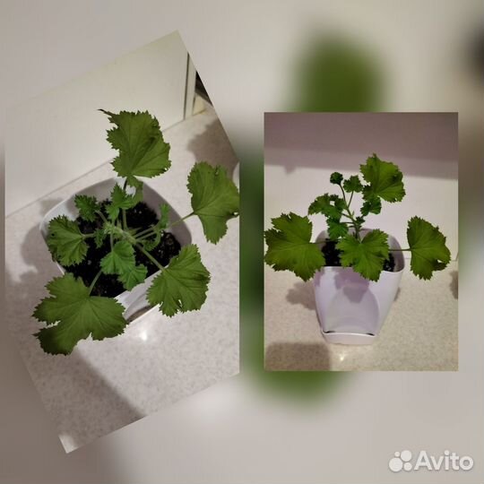 Пеларгония герань королевская, укоренённые черенки