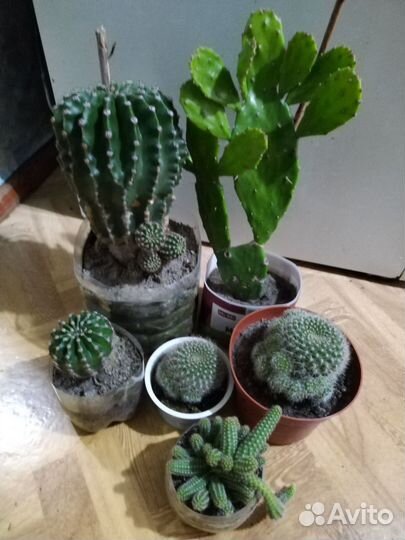 Кактусы, цветы комнатные