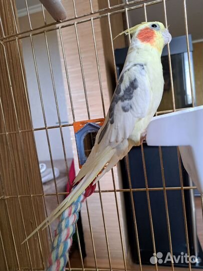 Попугай корелла с клеткой