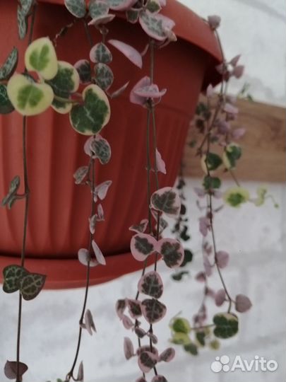 Церопегия вуда вариегатная