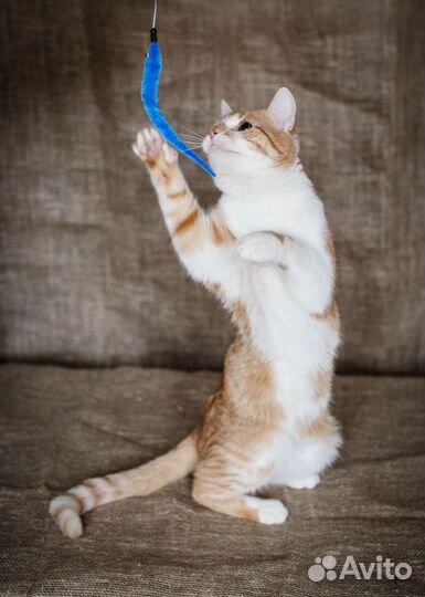 Молодой гладкошерстный котик