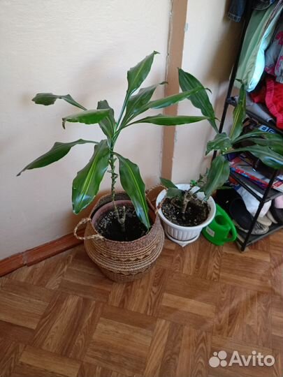 Пальма драцена