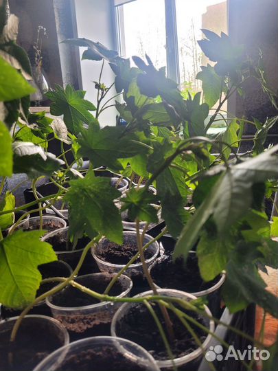 Рассада клещевины