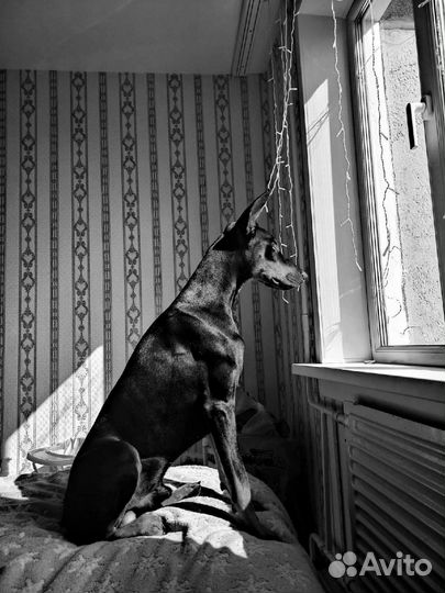 Доберман Вязка