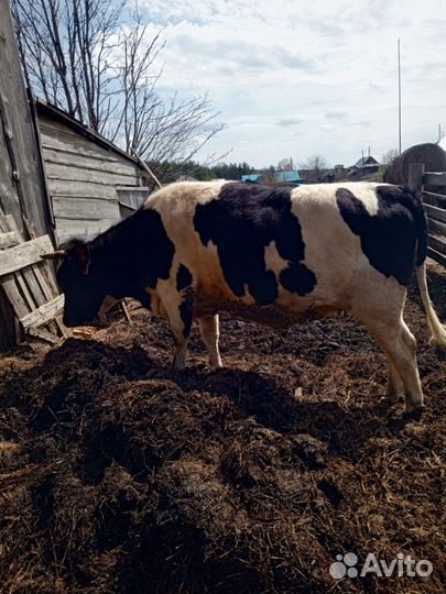 Телочка 2 года