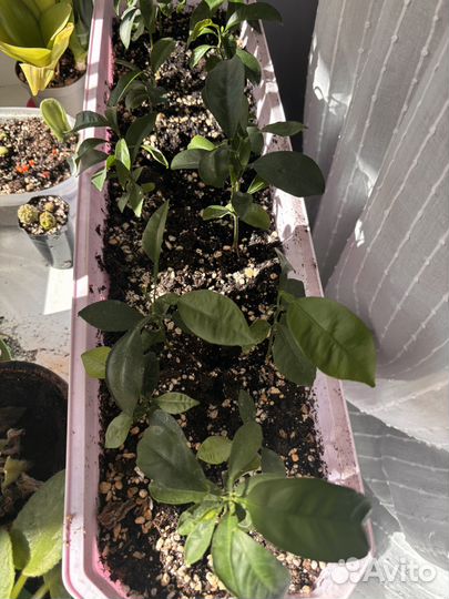 Цитрусовые растения