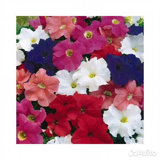 Рассада цветов петуния