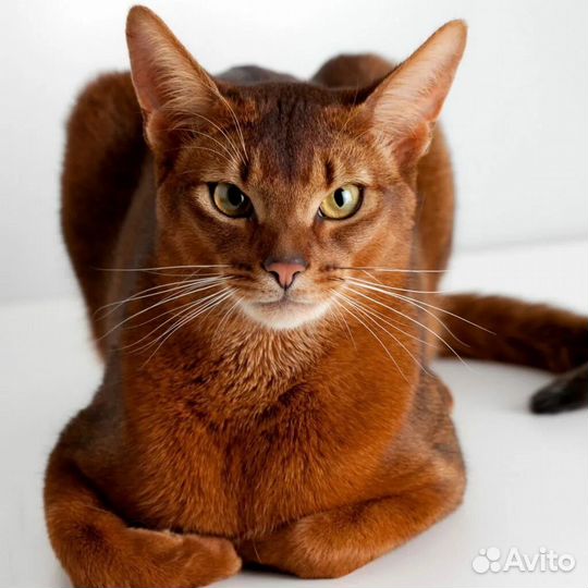 Кот вязка