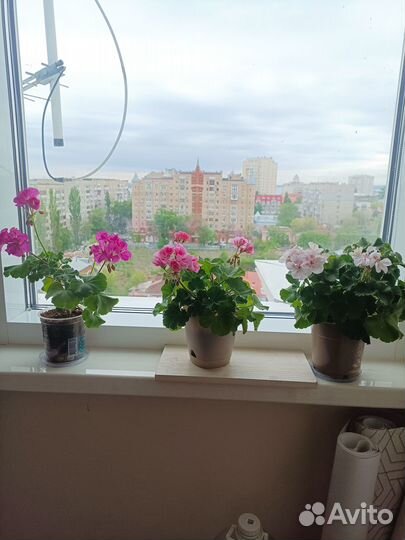 Герань сортовая