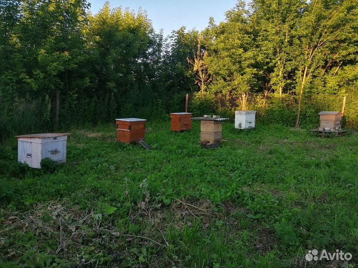 Пчёлы семья