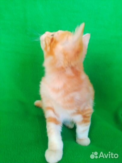 Курильский бобтейл