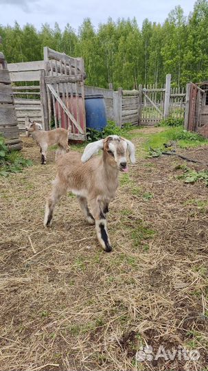 Козлик на племя