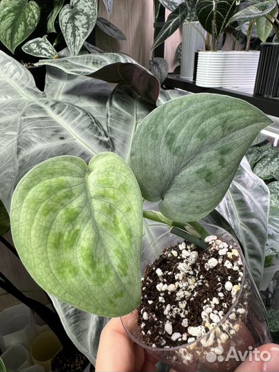 Сциндапсус тату