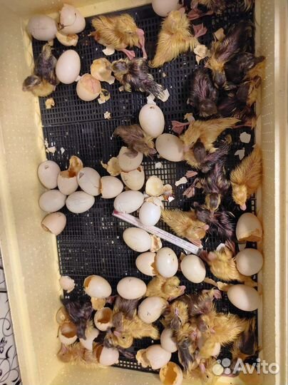 Инкубационное яйцо индоутки (мускусная утка)