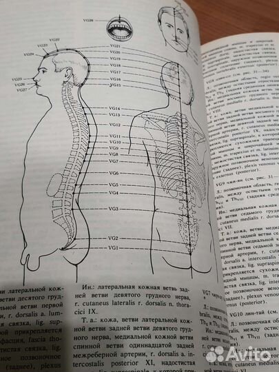 Анатомо-клинический атлас рефлексотерапии
