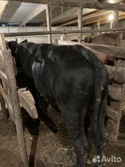 Породистые бычки на докорм