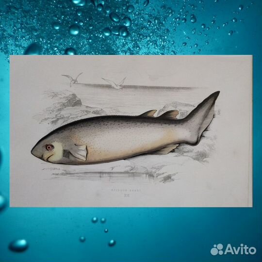 Антикварные литографии Рыбы 1862