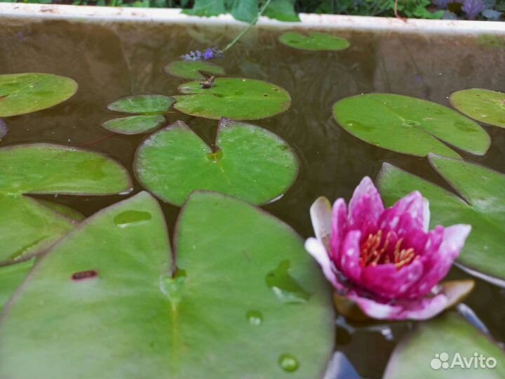 Нимфея 3х летка