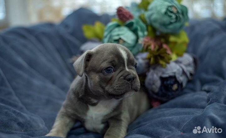 Французский бульдог