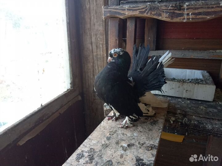 Голуби статные