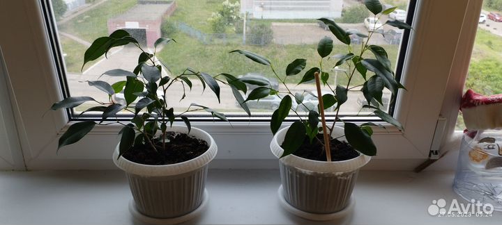 Фикус бенджамина