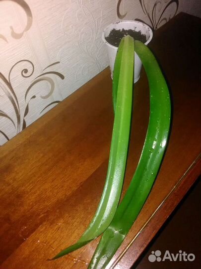 Цветок гиппеаструм-амариллис