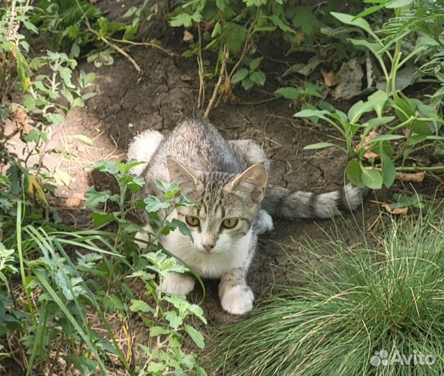 Котята в добрые руки отдам бесплатно