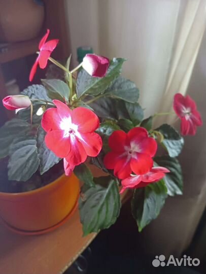 Бальзамин импатиес(ампельный)