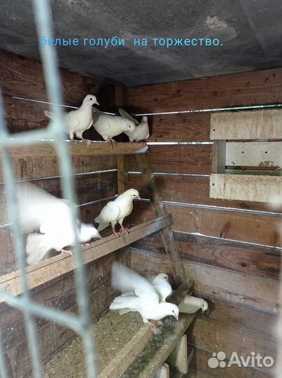 Голуби продажа бойные