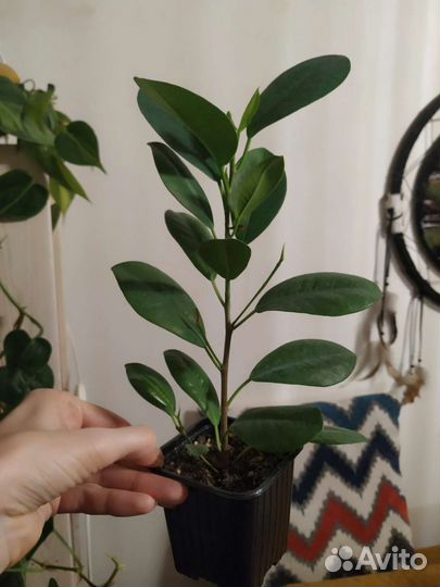 Фикус микрокарпа